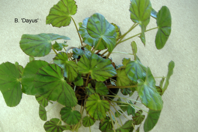B. ‘Dayus’